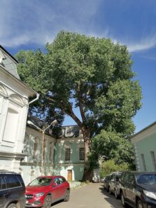 Подробнее о статье Тополь «Патриарх» в Колпачном переулке
